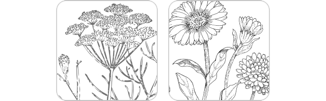 オーガニック植物エキスイメージ